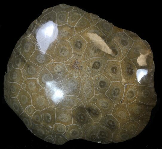 Polished Fossil Coral Head - Morocco #35364